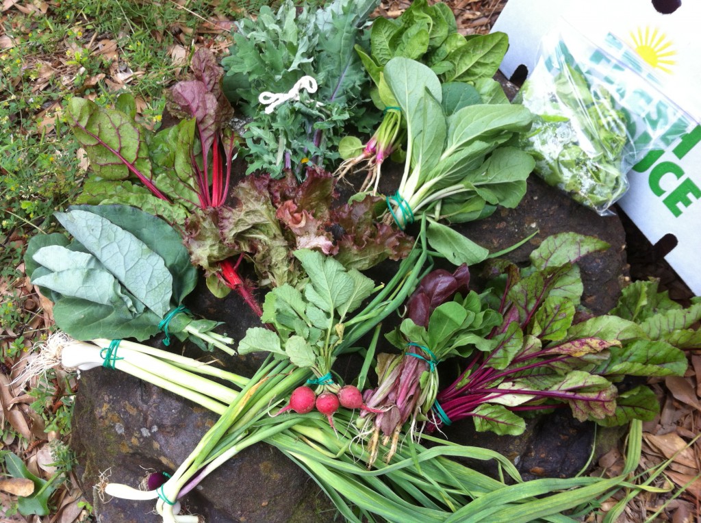 Clockwise from top: Kale (tied with white string), spinach, Chinese pac choi (bok choy), mixed baby lettuces (in plastic bag), baby beets, red romaine lettuce and green arugula bundled together, radishes, green onions, spring garlic, mixed broccoli and cauliflower greens, and swiss chard. Lollo rosa red-tipped lettuce in the center.