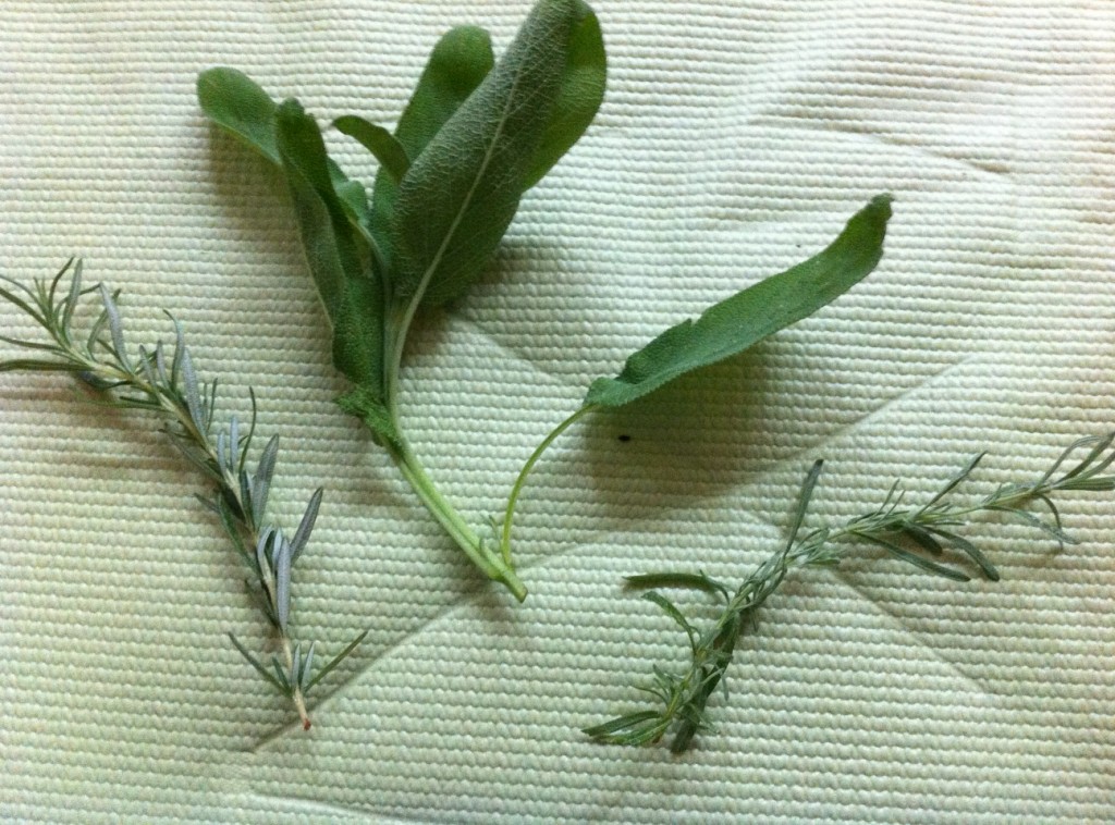 Left to Right: Rosemary, Sage, and Lavender