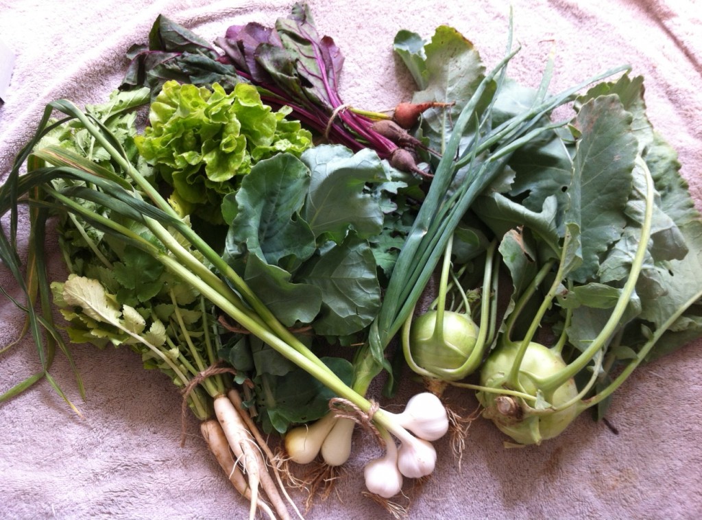 Clockwise from top: mixed beets, kohlrabi, garlic, onions, Japanese minowase daikon, Tom Thumb lettuce, mixed kale and broccoli greens.